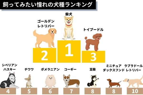・飼ってみたい憧れの犬種ランキング！1位は「柴犬」